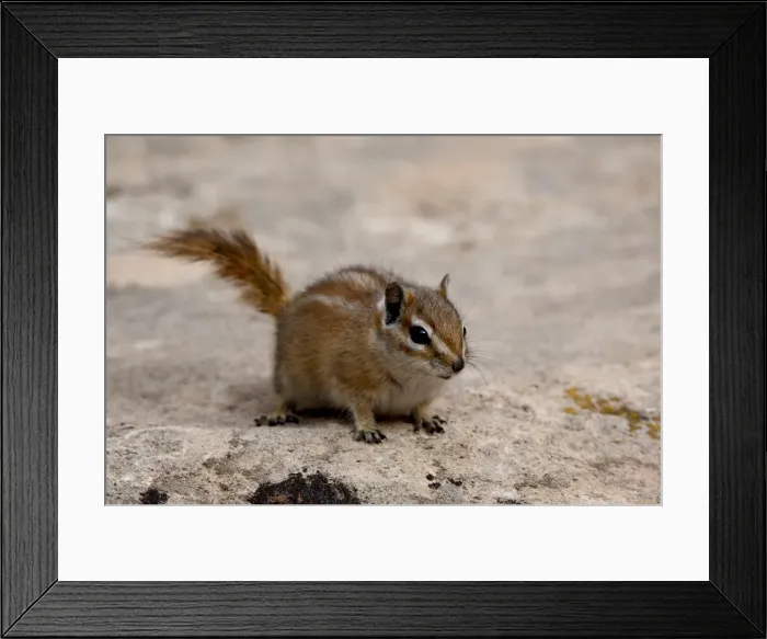 Framed Print : Cliff Chipmunk (Eutamias dorsalis), Capitol Reef National Park, Utah, United States of America Framed Print : Cliff Chipmunk (Eutamias dorsalis), Capitol Reef National Park, Utah, United States of America