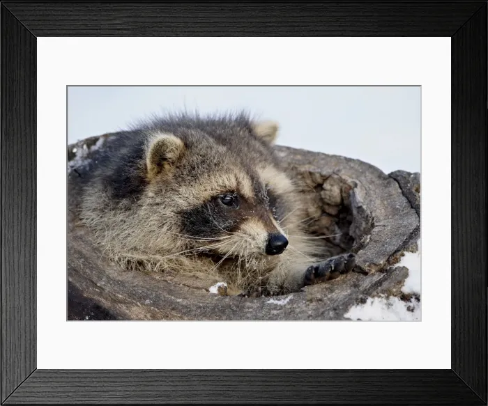 Framed Print : Raccoon (Procyon lotor) in the snow, in captivity, near Bozeman, Montana Framed Print : Raccoon (Procyon lotor) in the snow, in captivity, near Bozeman, Montana