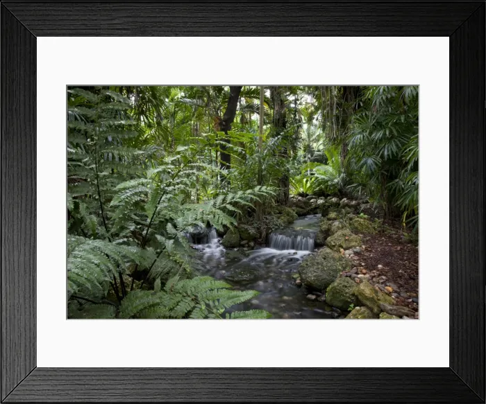 Framed Print : Rain forest, Fairchild Tropical Gardens, Miami, Florida, United States of America Framed Print : Rain forest, Fairchild Tropical Gardens, Miami, Florida, United States of America