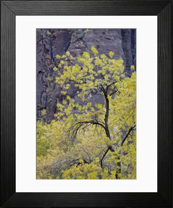 Framed Print : Yellow cottonwood in the fall, Zion National Park, Utah, United States of America