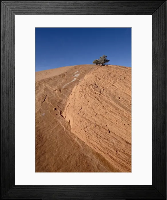 Framed Print : Tiny juniper atop a red sandstone hill, Grand Staircase-Escalante National Monument Framed Print : Tiny juniper atop a red sandstone hill, Grand Staircase-Escalante National Monument
