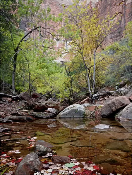 Middle Emerald Pool in the fall, Zion National Park, Utah, United States of America