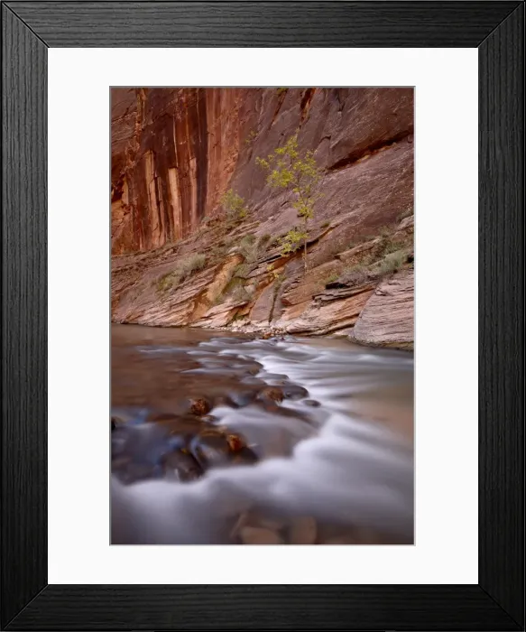 Framed Print : Cascade and tree in the fall, The Narrows of the Virgin River, Zion National Park Framed Print : Cascade and tree in the fall, The Narrows of the Virgin River, Zion National Park