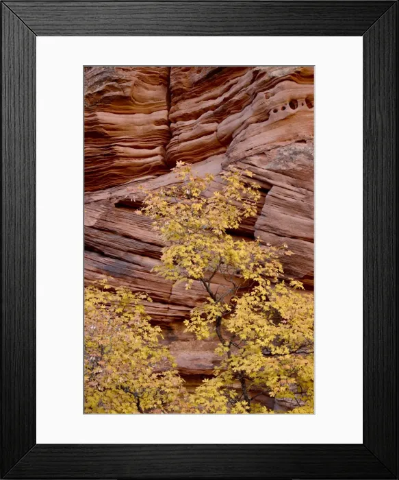 Framed Print : Yellow maple against a red rock canyon wall in the fall, Zion National Park Framed Print : Yellow maple against a red rock canyon wall in the fall, Zion National Park