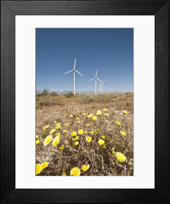 Framed Print : Wind farm and desert marigold (Baileya multiradiata), outside Palm Springs Framed Print : Wind farm and desert marigold (Baileya multiradiata), outside Palm Springs