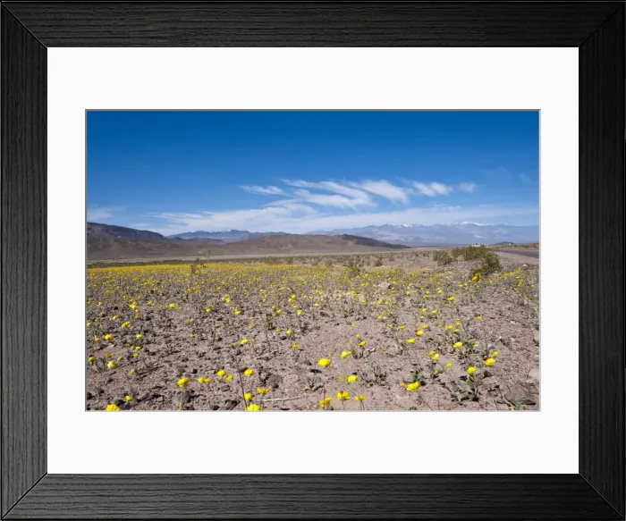 Framed Print : Desert dandelion (Malacothrix californica), Death Valley National Park Framed Print : Desert dandelion (Malacothrix californica), Death Valley National Park