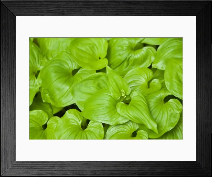 Framed Print : False Lily-of-the-Valley (Maianthemum dilatatum), Thomas Bay region of Southeast Alaska Framed Print : False Lily-of-the-Valley (Maianthemum dilatatum), Thomas Bay region of Southeast Alaska