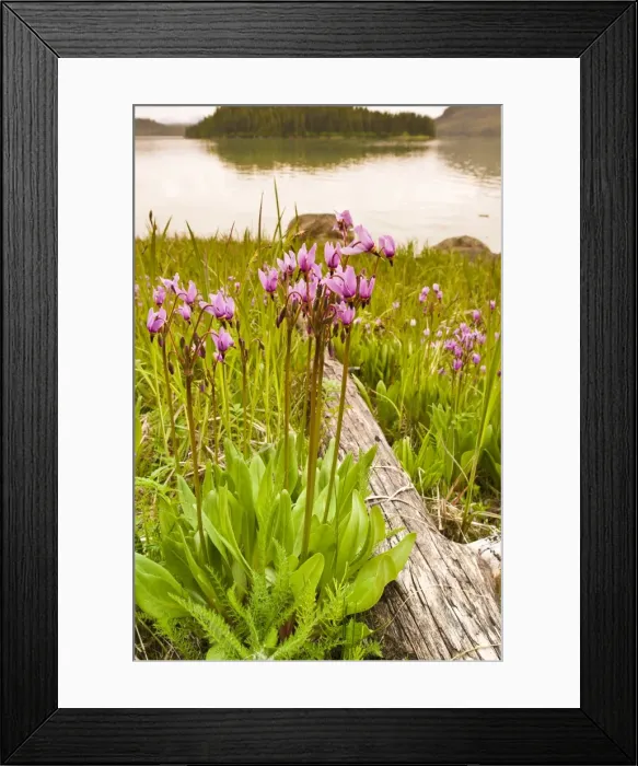 Framed Print : Dark-throated shooting star (Dodecatheon pulchellum) in Thomas Bay region of Southeast Alaska Framed Print : Dark-throated shooting star (Dodecatheon pulchellum) in Thomas Bay region of Southeast Alaska
