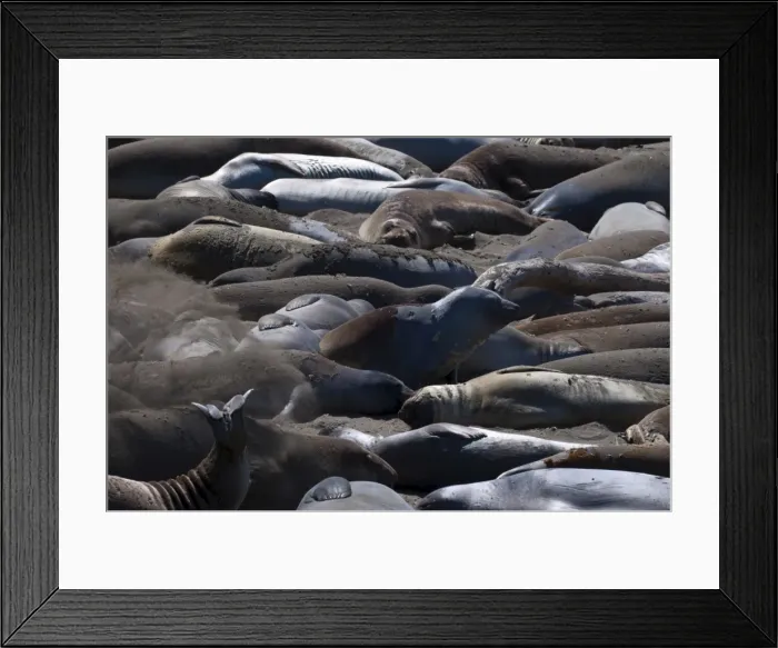 Framed Print : Elephant seals moulting, Piedras Blancas (White Rocks), Highway 1, California Framed Print : Elephant seals moulting, Piedras Blancas (White Rocks), Highway 1, California