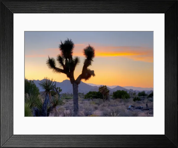 Framed Print : Joshua Tree National Park, California, United States of America, North America Framed Print : Joshua Tree National Park, California, United States of America, North America