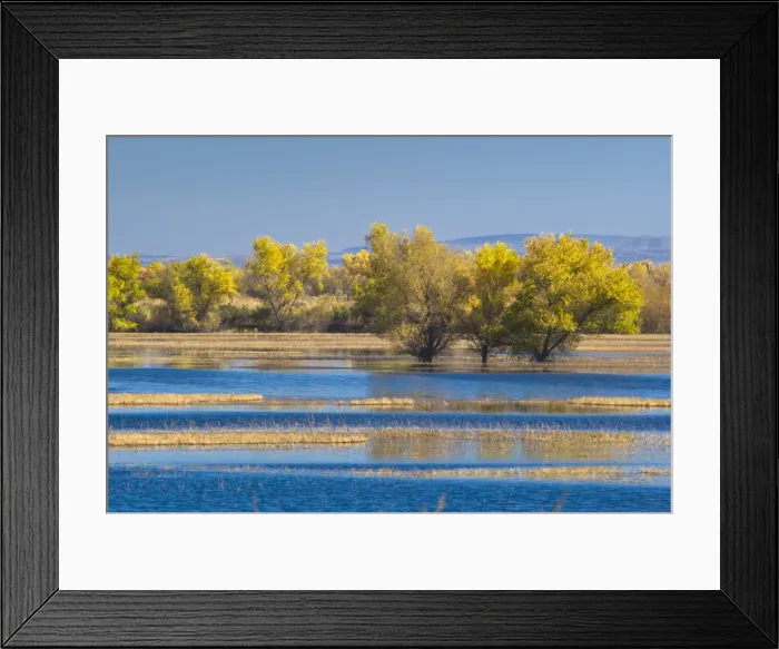 Framed Print : Bosque de Apache National Wildlife Refuge, Socorro, New Mexico, United States of America Framed Print : Bosque de Apache National Wildlife Refuge, Socorro, New Mexico, United States of America