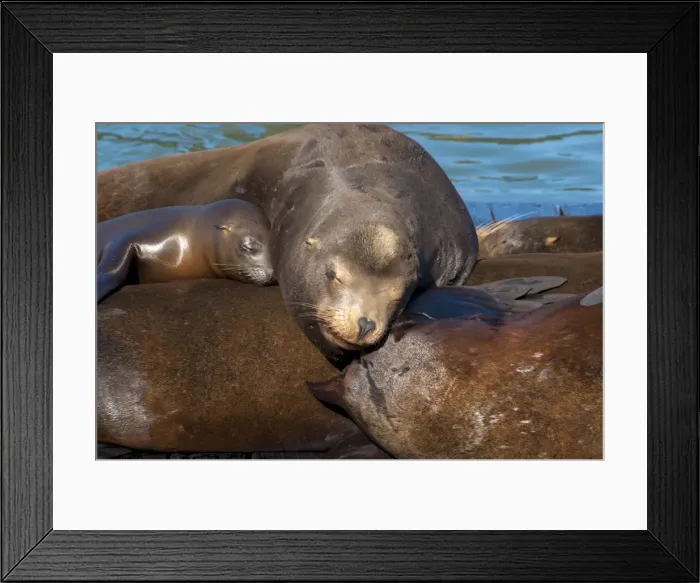 Framed Print : Sealions, Pier 39, San Francisco, California, United States of America, North America Framed Print : Sealions, Pier 39, San Francisco, California, United States of America, North America