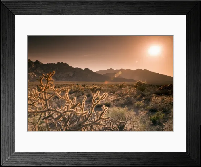 Framed Print : Mojave National Preserve, Granite Mountains in background, California, United States of America Framed Print : Mojave National Preserve, Granite Mountains in background, California, United States of America