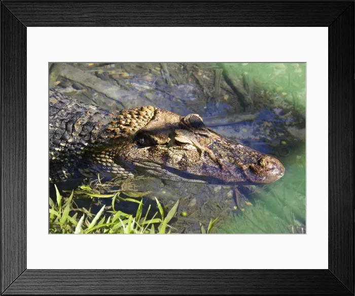 Framed Print : A young caiman from the Amazon River in Manaus, Brazil, South America Framed Print : A young caiman from the Amazon River in Manaus, Brazil, South America