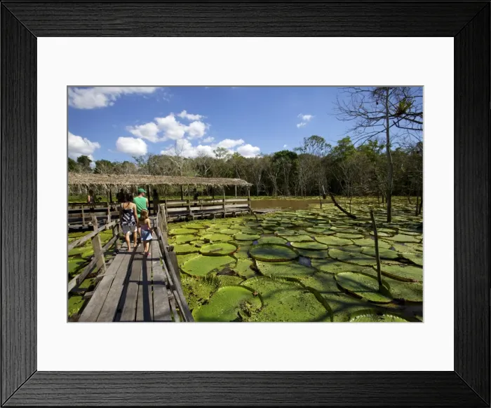 Framed Print : Giant lily leaves and flower in the Amazonian forest, Manaus, Brazil, South America Framed Print : Giant lily leaves and flower in the Amazonian forest, Manaus, Brazil, South America