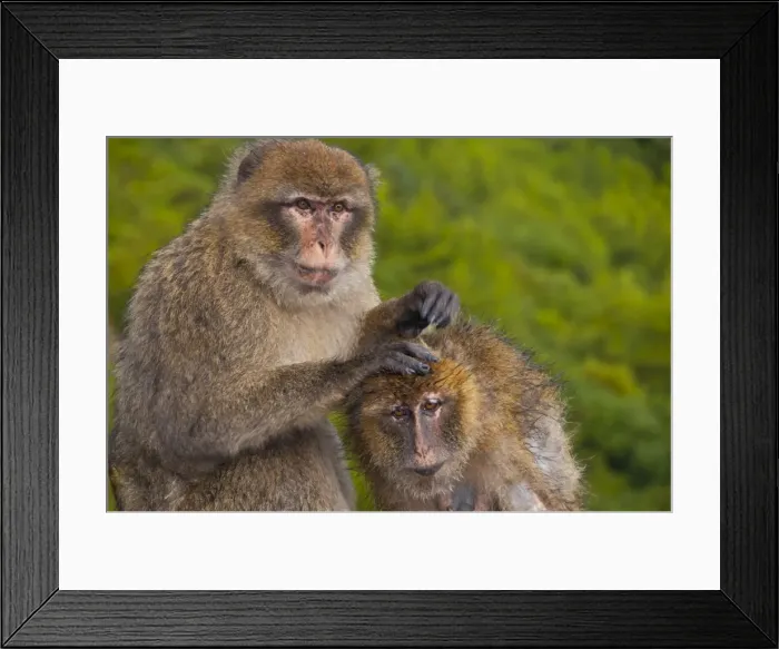 Framed Print : Barbary Macaques (Macaca sylvanus) grooming, Cap Carbon, Bejaia, Kabylia Framed Print : Barbary Macaques (Macaca sylvanus) grooming, Cap Carbon, Bejaia, Kabylia