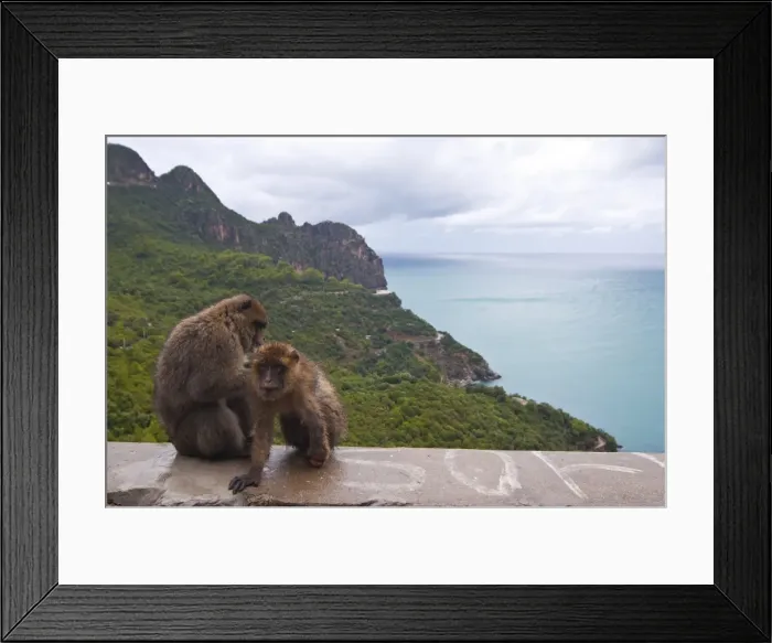Framed Print : Barbary Macaque (Macaca sylvanus) at Cap Carbon, Bejaia, Kabylia, Algeria Framed Print : Barbary Macaque (Macaca sylvanus) at Cap Carbon, Bejaia, Kabylia, Algeria