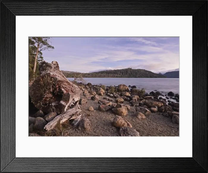 Framed Print : Shore of Lake St. Clair, Cradle Mountain-Lake St. Clair National Park, UNESCO World Heritage Site Framed Print : Shore of Lake St. Clair, Cradle Mountain-Lake St. Clair National Park, UNESCO World Heritage Site