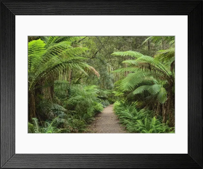 Framed Print : Footpath through Temperate Rainforest, Strahan, Tasmania, Australia, Pacific Framed Print : Footpath through Temperate Rainforest, Strahan, Tasmania, Australia, Pacific