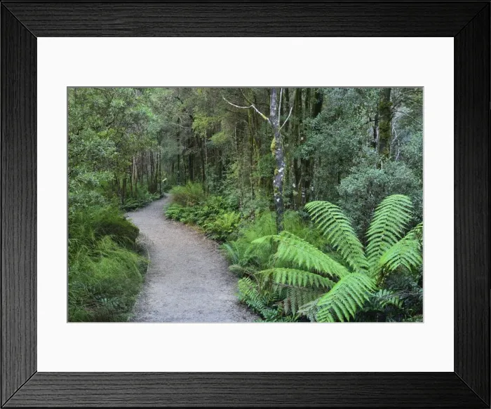Framed Print : Footpath through Temperate Rainforest, Nelson River, Tasmania, Australia, Pacific Framed Print : Footpath through Temperate Rainforest, Nelson River, Tasmania, Australia, Pacific