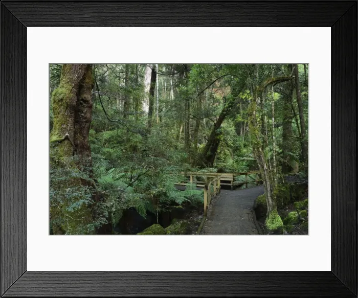 Framed Print : Walkway through temperate rainforest, Mount Field National Park, UNESCO World Heritage Site Framed Print : Walkway through temperate rainforest, Mount Field National Park, UNESCO World Heritage Site