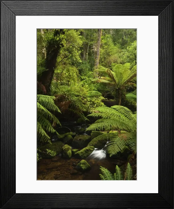 Framed Print : Stream and tree ferns, Mount Field National Park, UNESCO World Heritage Site Framed Print : Stream and tree ferns, Mount Field National Park, UNESCO World Heritage Site