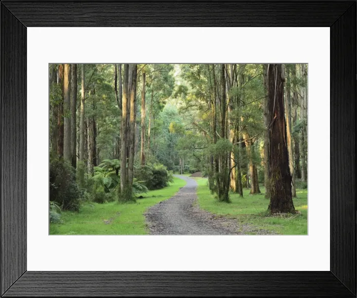 Framed Print : Mountain Ash forest, Dandenong Ranges National Park, Dandenong Ranges, Victoria Framed Print : Mountain Ash forest, Dandenong Ranges National Park, Dandenong Ranges, Victoria