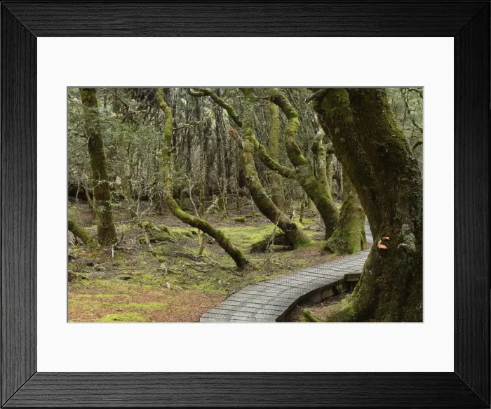 Framed Print : Boardwalk through temperate rainforest, Cradle Mountain-Lake St. Clair National Park Framed Print : Boardwalk through temperate rainforest, Cradle Mountain-Lake St. Clair National Park