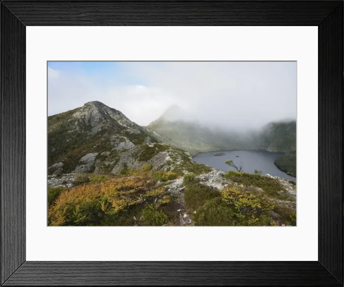 Framed Print : Deciduous beech (Fagus) in fall colours, Cradle Mountain-Lake St. Clair National Park Framed Print : Deciduous beech (Fagus) in fall colours, Cradle Mountain-Lake St. Clair National Park