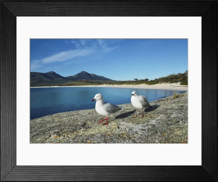 Framed Print : Seagulls, Wineglass Bay, Freycinet National Park, Freycinet Peninsula, Tasmania Framed Print : Seagulls, Wineglass Bay, Freycinet National Park, Freycinet Peninsula, Tasmania
