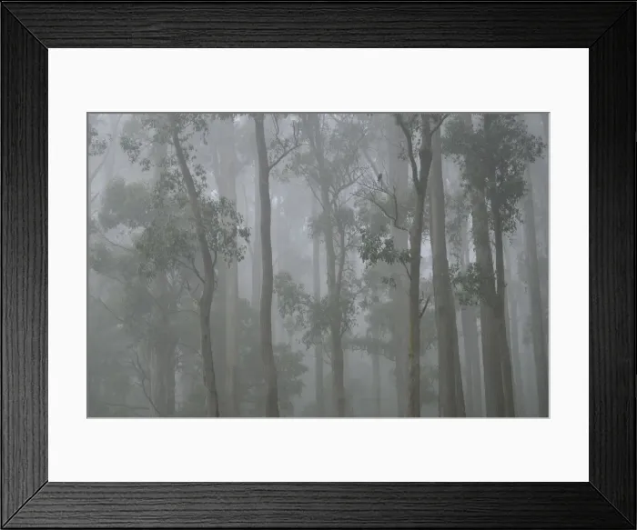 Framed Print : Mountain Ash forest in fog, Dandenong Ranges National Park, Dandenong Ranges Framed Print : Mountain Ash forest in fog, Dandenong Ranges National Park, Dandenong Ranges