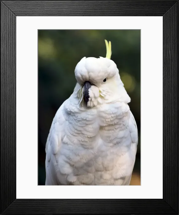 Framed Print : Sulphur-crested Cockatoo (Cacatua galerita), Dandenong Ranges National Park Framed Print : Sulphur-crested Cockatoo (Cacatua galerita), Dandenong Ranges National Park