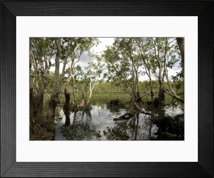Framed Print : Tabletop Swamp, on top of sandstone plateau in Litchfield National Park Framed Print : Tabletop Swamp, on top of sandstone plateau in Litchfield National Park