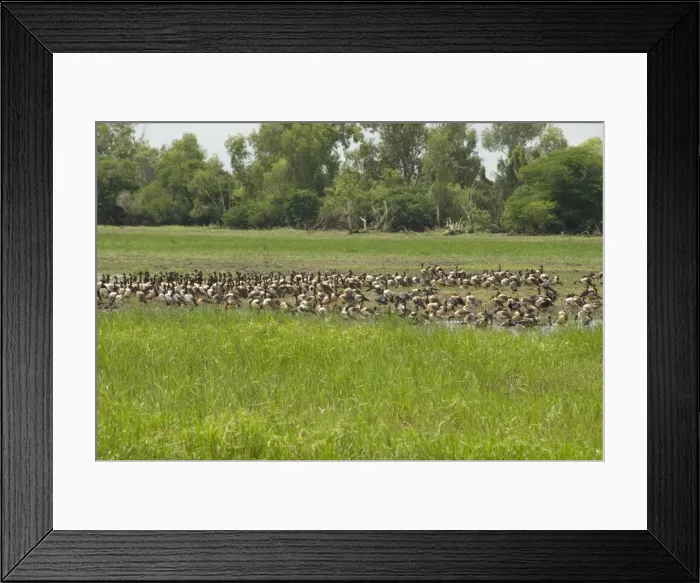 Framed Print : Flock of magpie geese beside South Alligater River, Yellow Water Wetland Framed Print : Flock of magpie geese beside South Alligater River, Yellow Water Wetland
