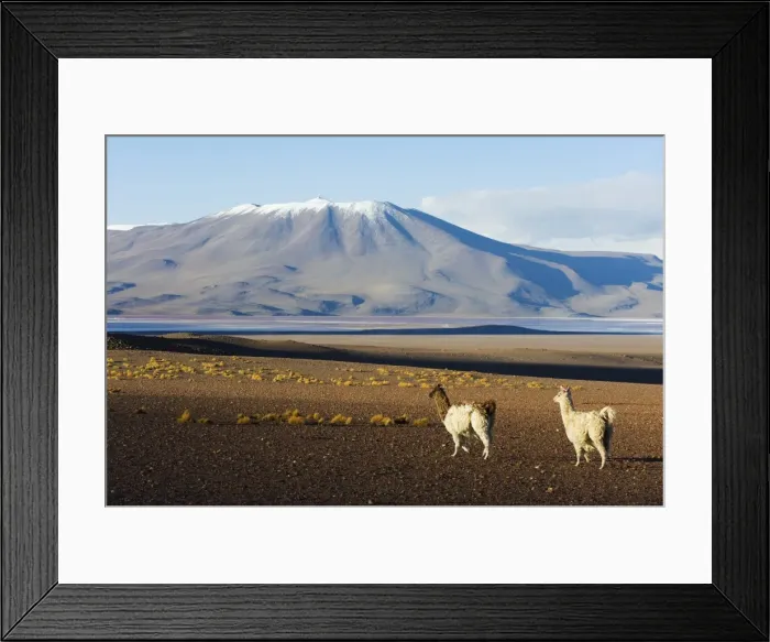 Framed Print : Llamas in Eduardo Avaroa Andean National Reserve, Bolivia, South America Framed Print : Llamas in Eduardo Avaroa Andean National Reserve, Bolivia, South America