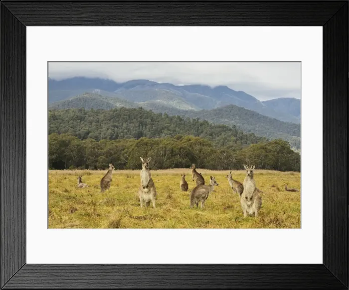 Framed Print : Eastern grey kangaroos, Geehi, Kosciuszko National Park, New South Wales Framed Print : Eastern grey kangaroos, Geehi, Kosciuszko National Park, New South Wales