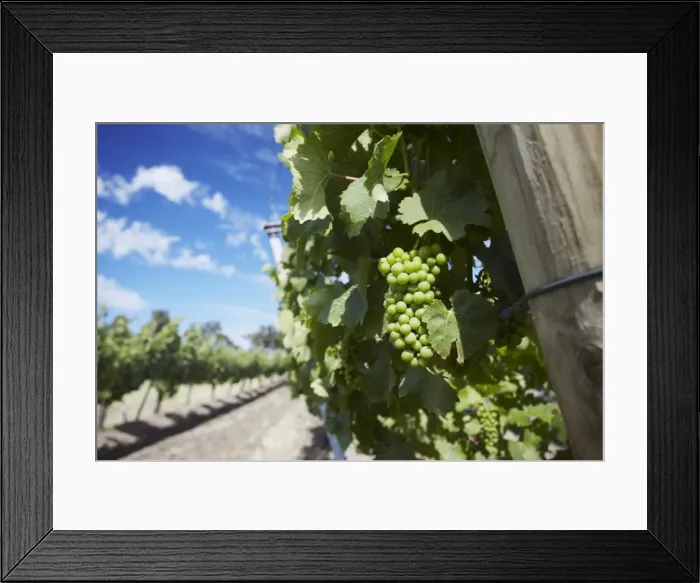 Framed Print : Vineyards of Cullen wine estate, Margaret River, Western Australia, Australia, Pacific Framed Print : Vineyards of Cullen wine estate, Margaret River, Western Australia, Australia, Pacific