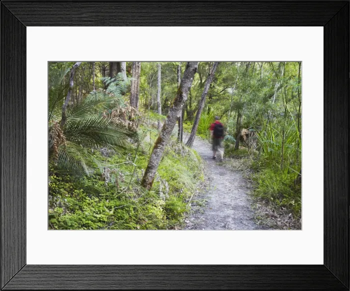 Framed Print : Man hiking in Warren National Park, Pemberton, Western Australia, Australia, Pacific Framed Print : Man hiking in Warren National Park, Pemberton, Western Australia, Australia, Pacific