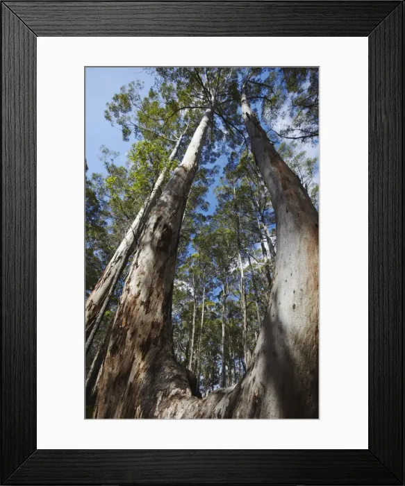 Framed Print : Karri trees in Gloucester National Park, Pemberton, Western Australia, Australia, Pacific Framed Print : Karri trees in Gloucester National Park, Pemberton, Western Australia, Australia, Pacific
