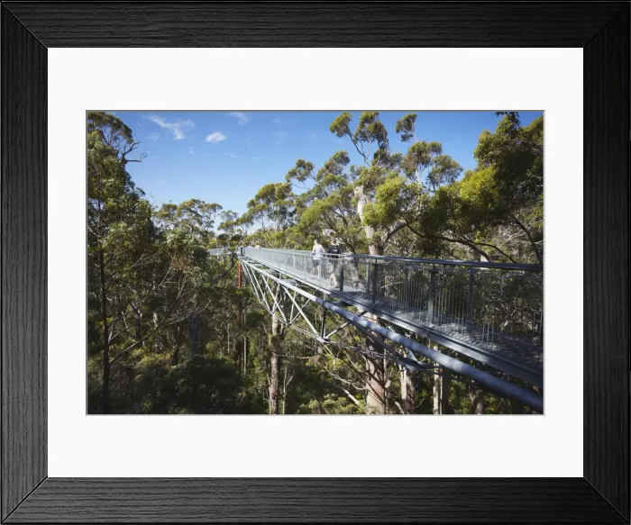 Framed Print : Treetop Walk in Valley of the Giants, Walpole, Western Australia, Australia, Pacific Framed Print : Treetop Walk in Valley of the Giants, Walpole, Western Australia, Australia, Pacific
