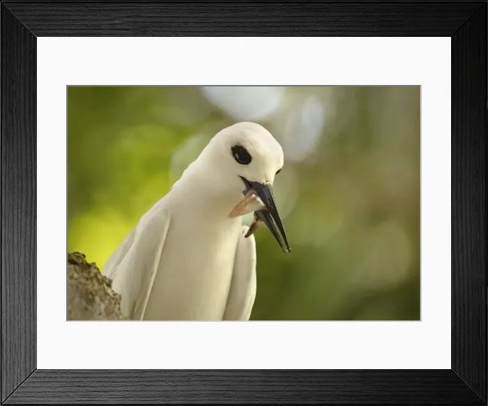 Framed Print : Adult white tern (Gygis alba) with squid in its beak, Lord Howe Island Framed Print : Adult white tern (Gygis alba) with squid in its beak, Lord Howe Island