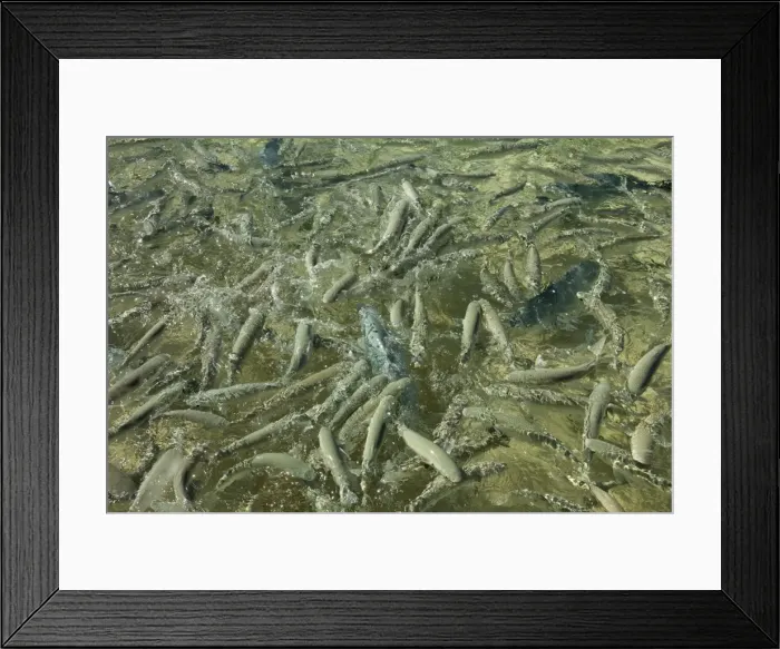 Framed Print : Many mullet and trevally during fish feeding at Neds Beach, one of the most popular tourist activities on this 10km long volcanic island with the worlds most southerly coral reef in the Tasman Sea, Lord Howe Island, New South Framed Print : Many mullet and trevally during fish feeding at Neds Beach, one of the most popular tourist activities on this 10km long volcanic island with the worlds most southerly coral reef in the Tasman Sea, Lord Howe Island, New South
