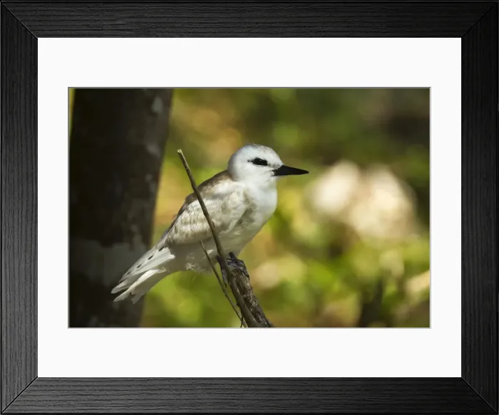Framed Print : Large white tern (Gygis alba) chick, Lord Howe Island, UNESCO World Heritage Site Framed Print : Large white tern (Gygis alba) chick, Lord Howe Island, UNESCO World Heritage Site