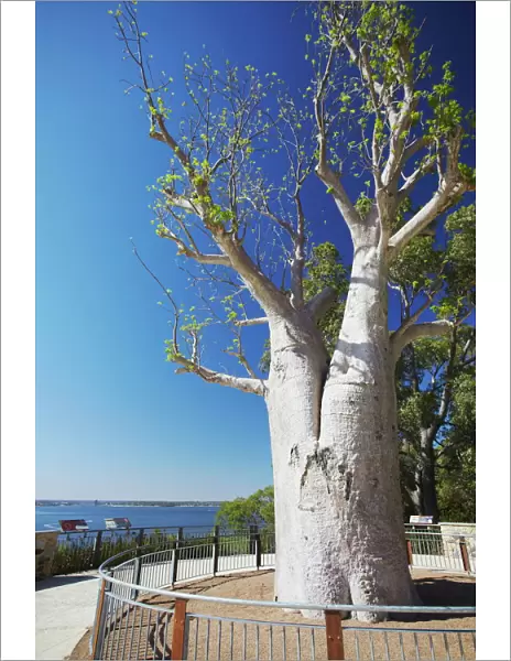 Boab tree in Kings Park, Perth, Western Australia, Australia, Pacific