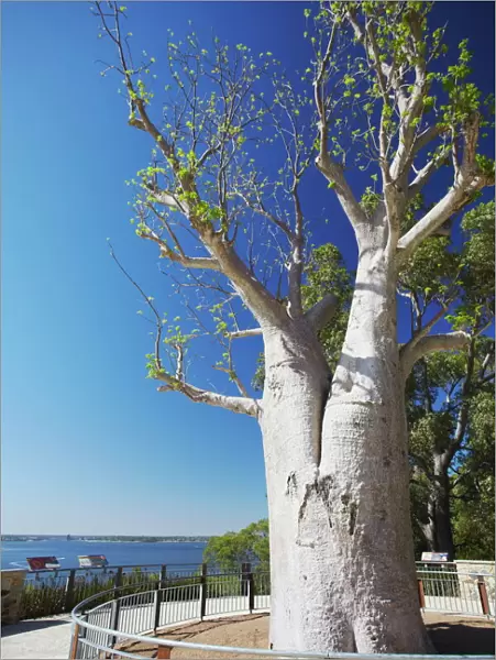 Boab tree in Kings Park, Perth, Western Australia, Australia, Pacific