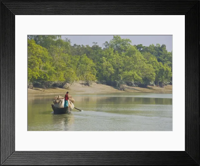 Framed Print : Little rowing boat in the swampy areas of the Sundarbans, UNESCO World Heritage Site Framed Print : Little rowing boat in the swampy areas of the Sundarbans, UNESCO World Heritage Site