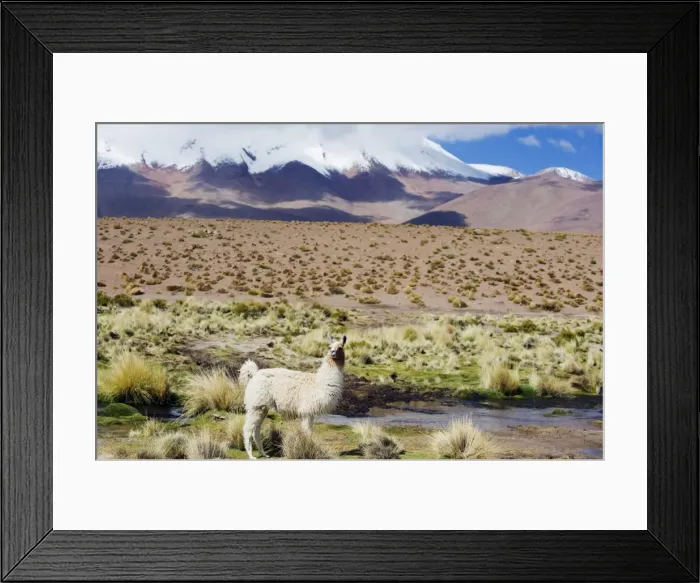 Framed Print : Llama in the Altiplano, Bolivia, South America Framed Print : Llama in the Altiplano, Bolivia, South America
