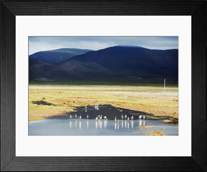Framed Print : James flamingos (Phoenicoparrus jamesi), Bolivia, South America