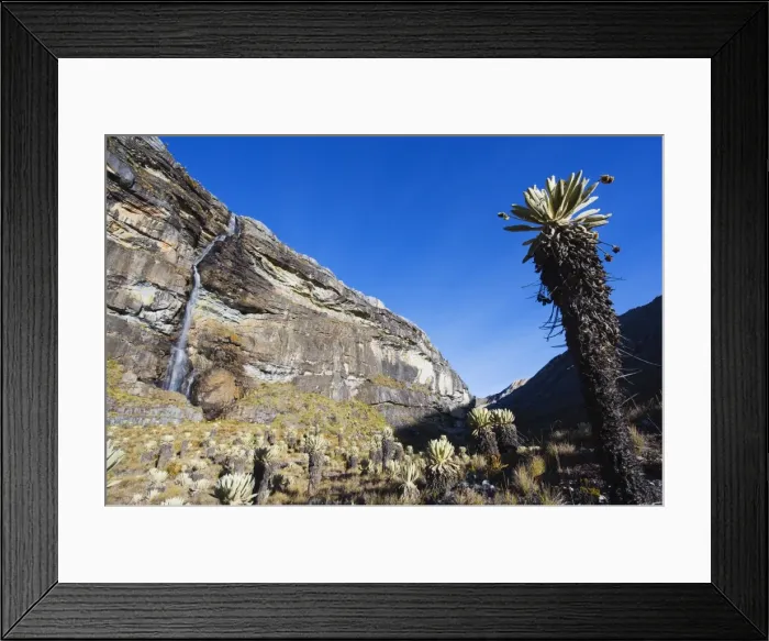 Framed Print : Waterfall and frailejon plant (Espeletia), El Cocuy National Park, Colombia Framed Print : Waterfall and frailejon plant (Espeletia), El Cocuy National Park, Colombia