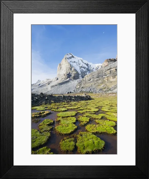 Framed Print : Cojines plants below cerro de Ritacuba, 5230m, El Cocuy National Park, Colombia Framed Print : Cojines plants below cerro de Ritacuba, 5230m, El Cocuy National Park, Colombia